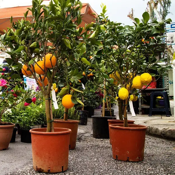 Dwarf Fruit Trees