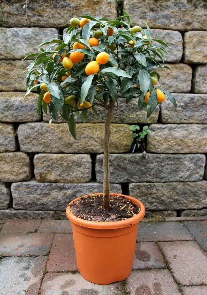 Dwarf Orange Tree In Planter