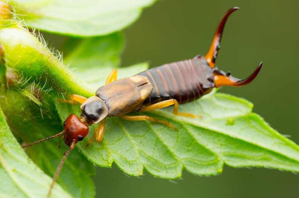 Earwig on Leaf