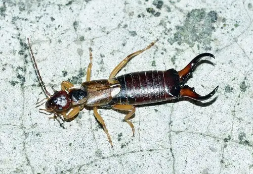 Earwig | Common Garden Pests and How to Deal with Them Naturally