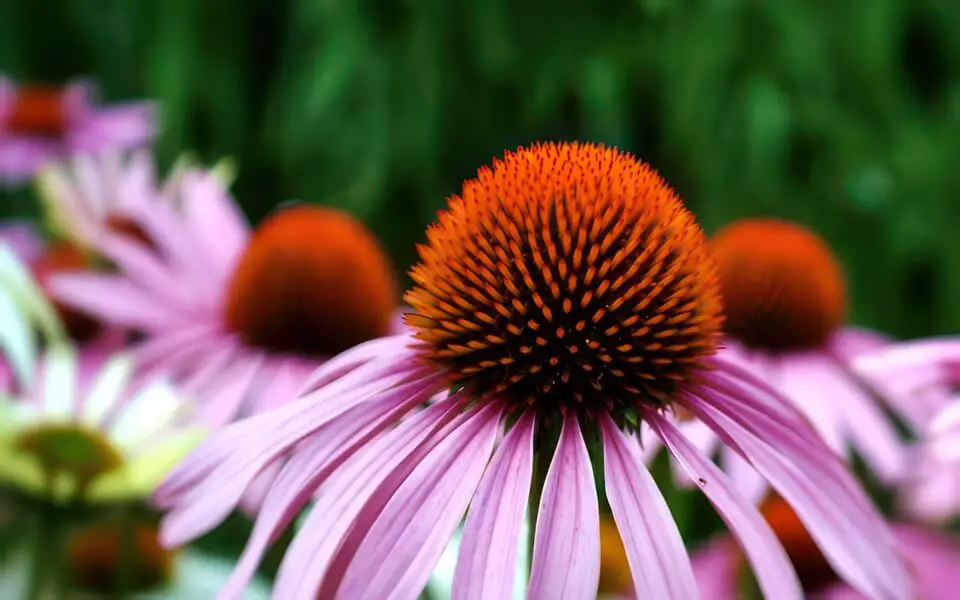 Echinacea Flower