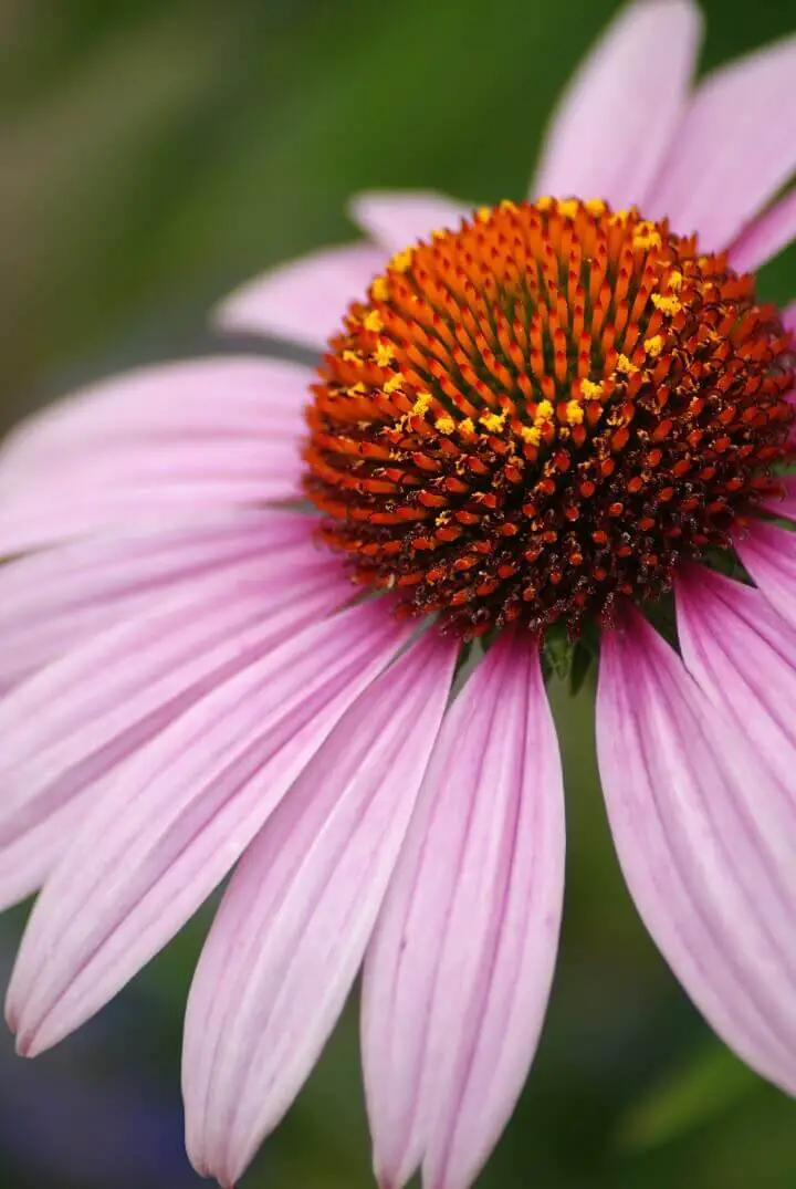 14 Natural Alternatives to Antibiotics