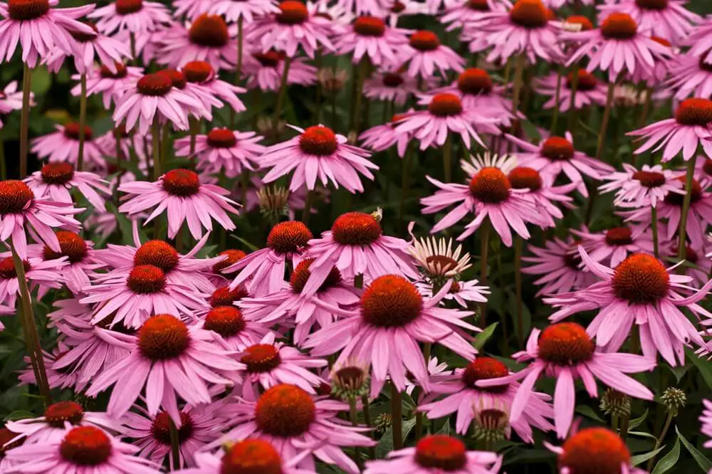 Echinacea Flowers