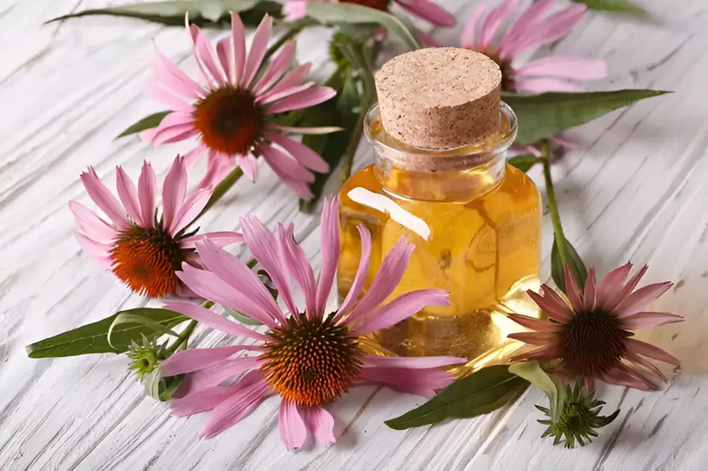 Echinacea Flowers and Tincture