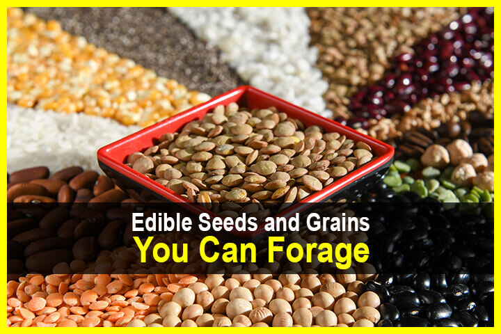 Edible Seeds and Grains You Can Forage