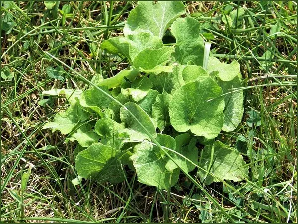 Edible Wild Burdock