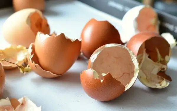 Egg Shells