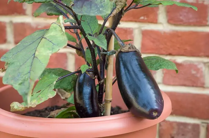 Eggplant Growing in Pot
