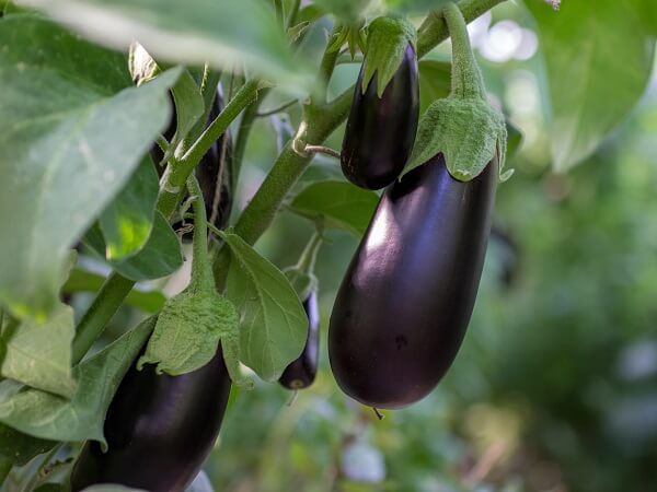 Eggplant on Vine