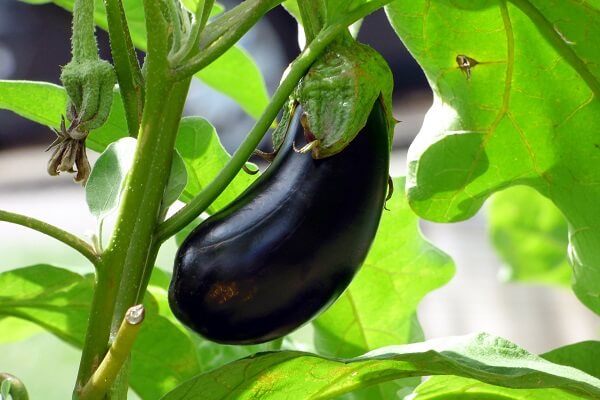 Eggplant