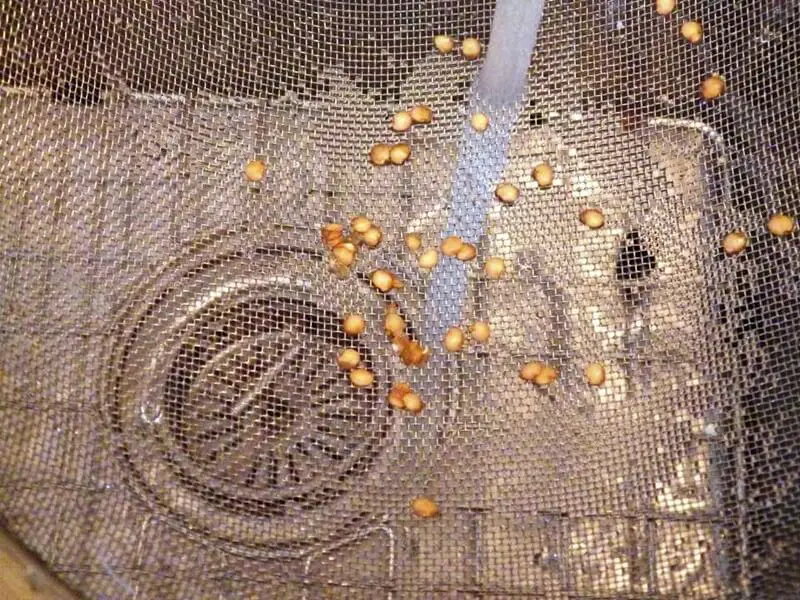 Eggplant Seeds in Strainer