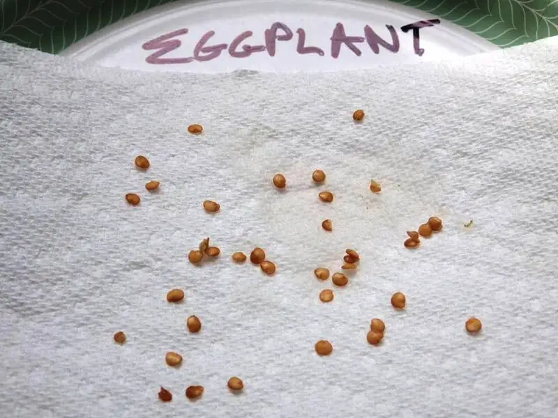 Eggplant Seeds on Paper Plate