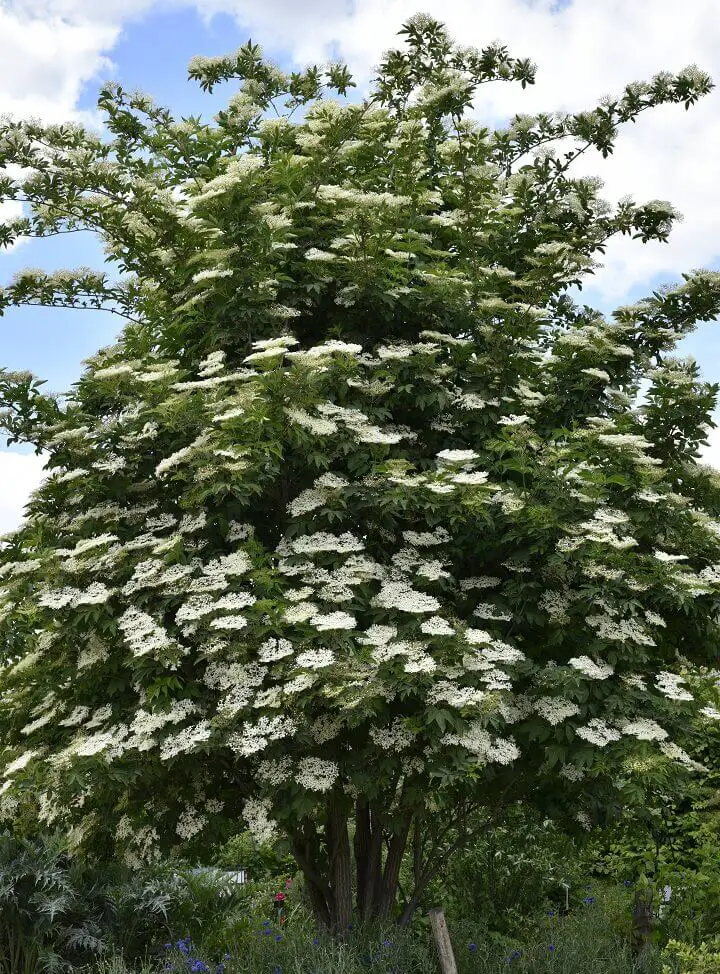 Elder Tree Blooming