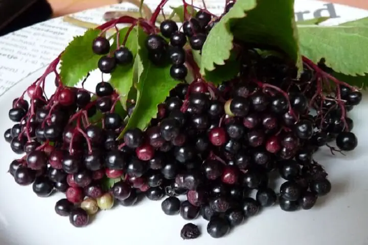 Elderberries on a Plate