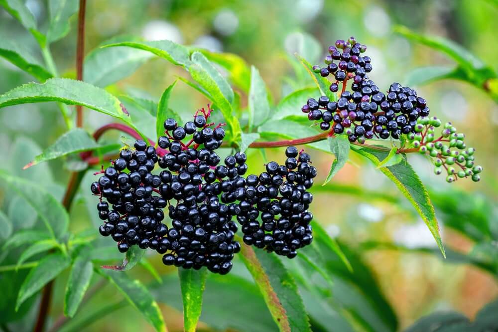 Elderberries on Plant