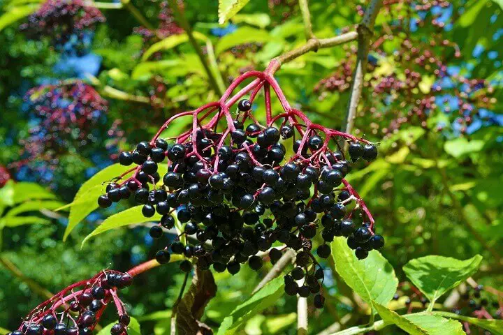 Elderberries on Plant