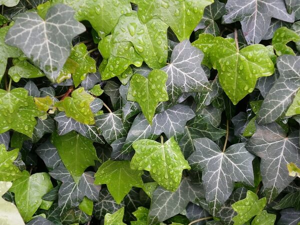 English Ivy Leaves