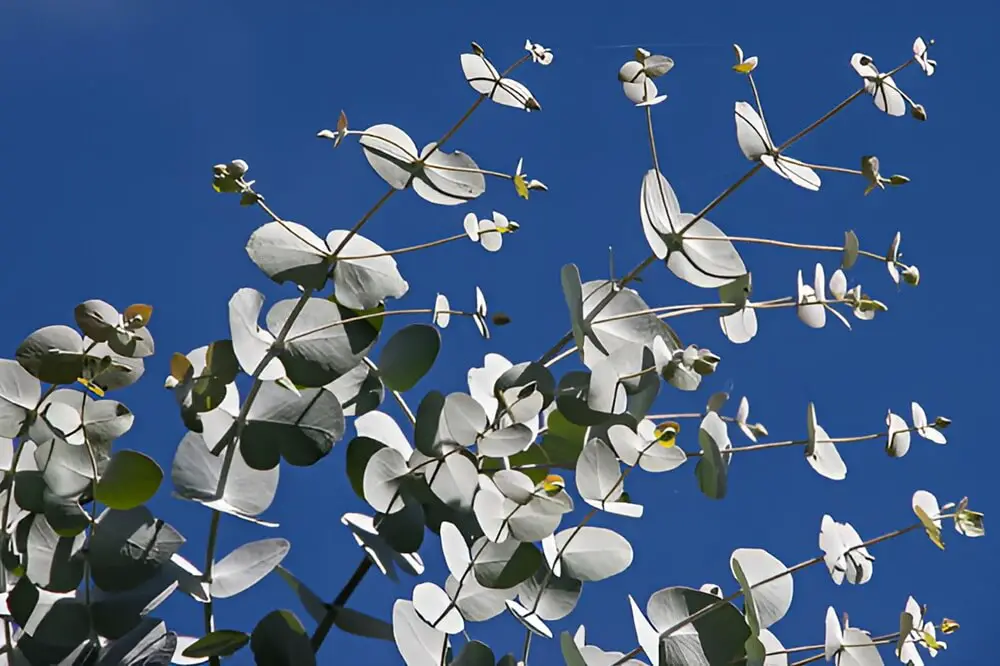 Eucalyptus Leaves
