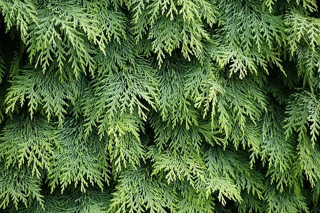 Evergreen Hedge