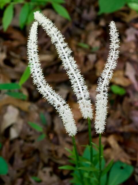 False Unicorn Plant