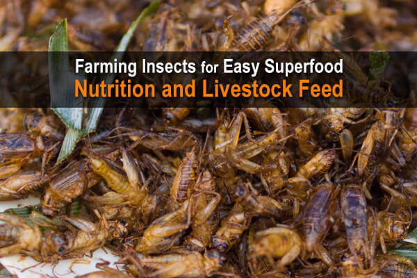 Farming Insects for Easy Superfood Nutrition and Livestock Feed