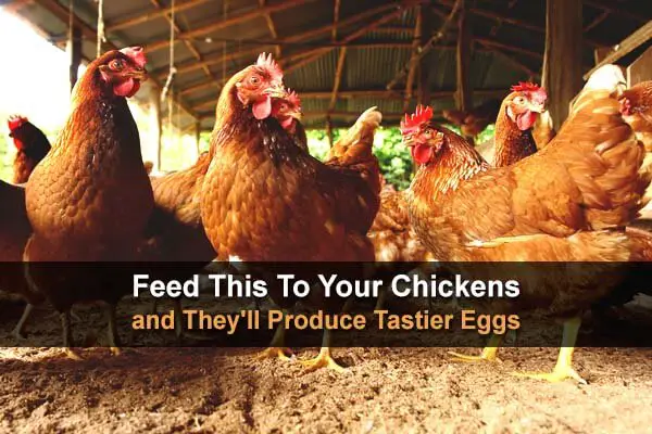 Feed This To Your Chickens and They'll Produce Tastier Eggs