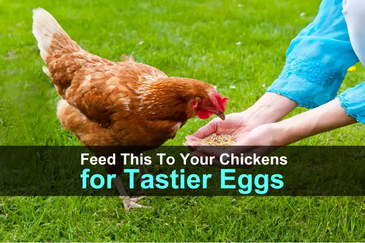 Feed This To Your Chickens for Tastier Eggs