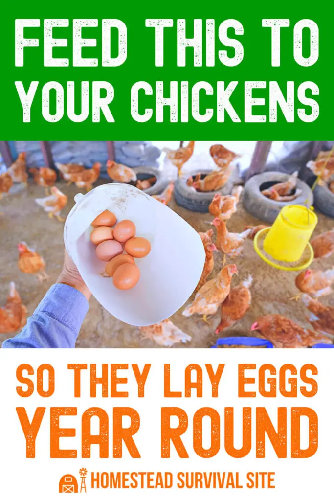Feed This to Your Chickens So They Lay Eggs Year Round