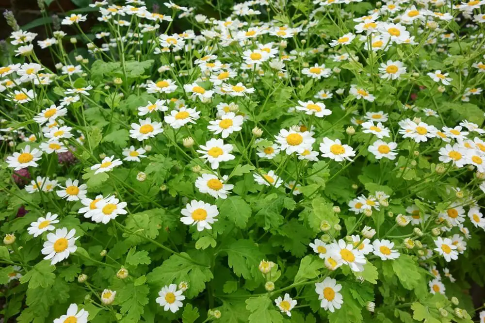 Feverfew Flowers