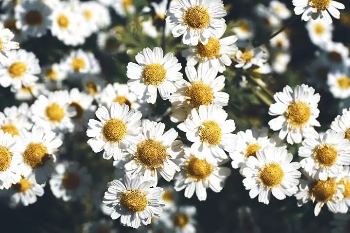 Feverfew Flowers