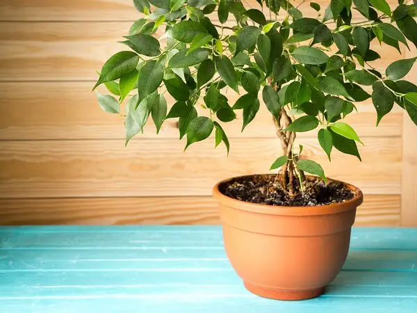 Ficus Houseplant