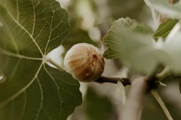 Fig on Branch