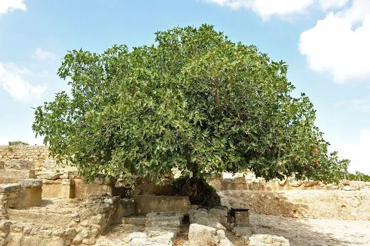 Fig Tree in Middle East