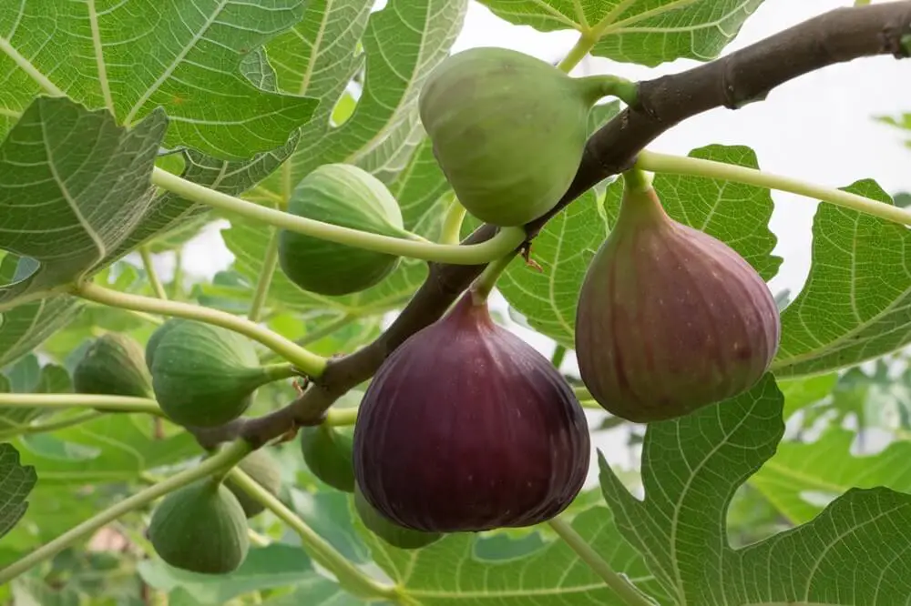 Figs on Branch of Tree