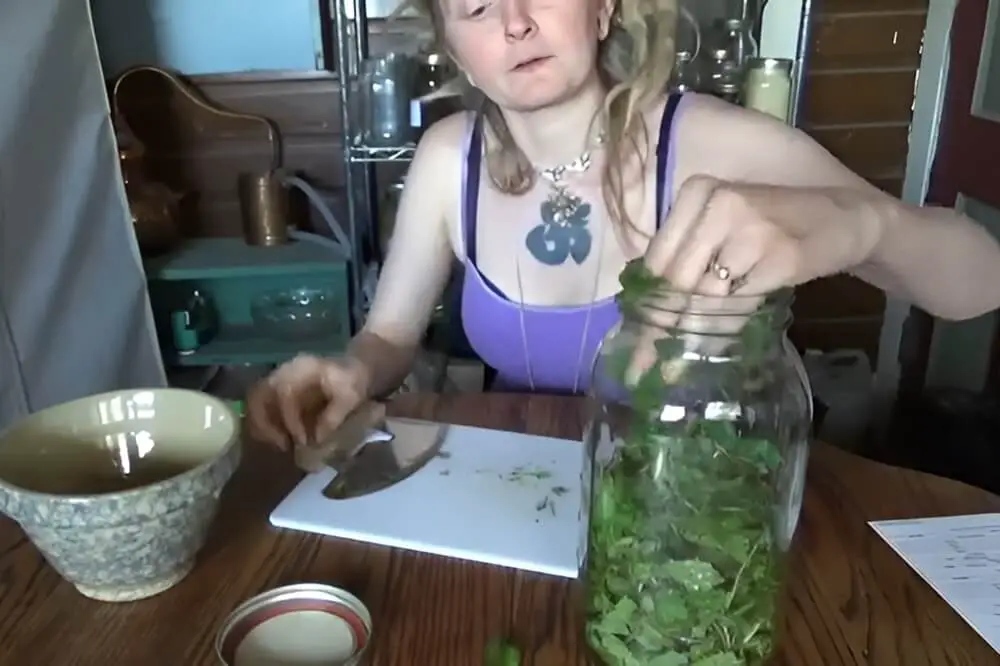 Filling Jar with Lemon Balm