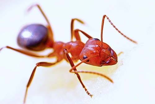 Fire Ant | Common Garden Pests and How to Deal with Them Naturally