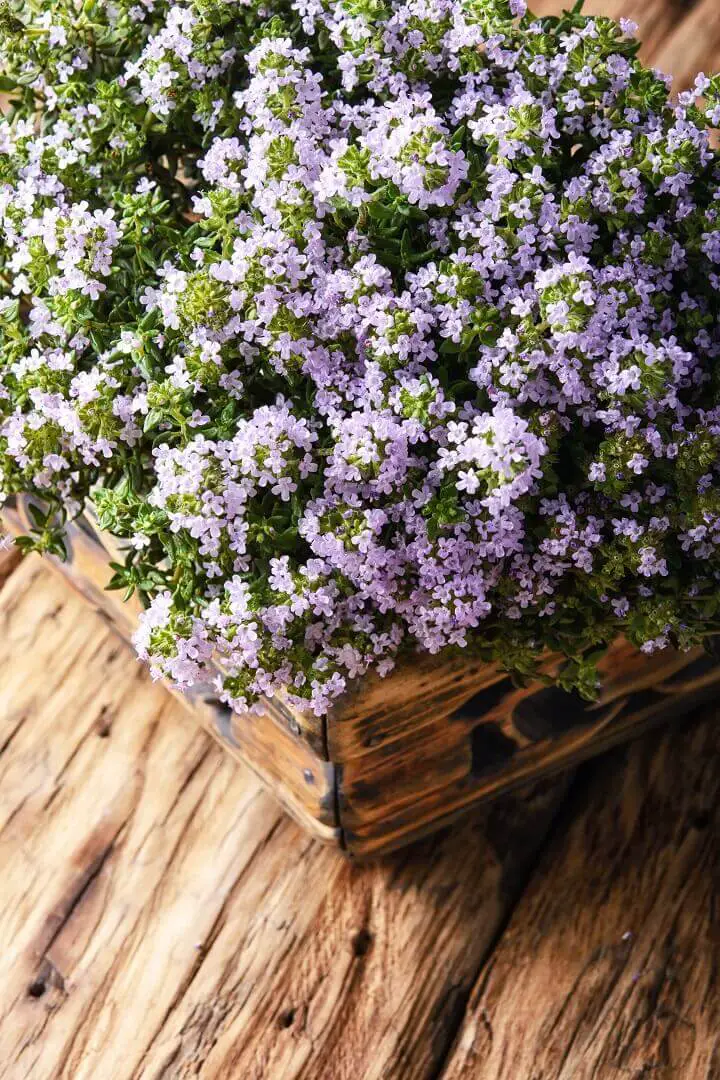 14 Natural Alternatives to Antibiotics