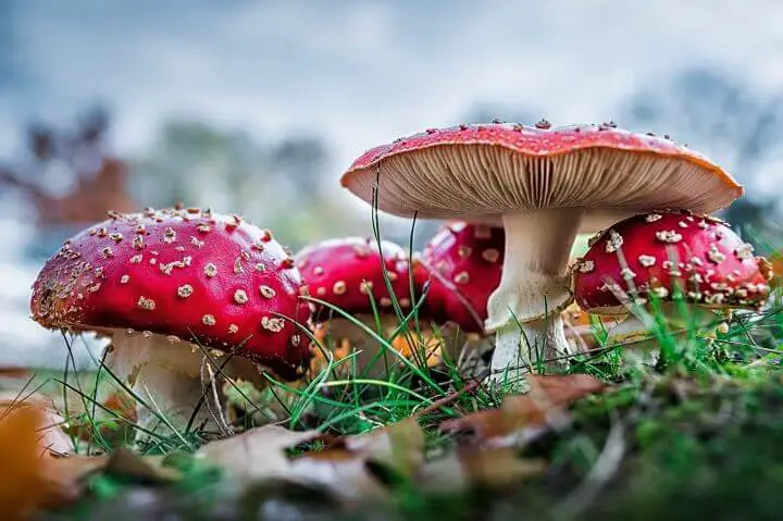 Fly Agaric Mushrooms