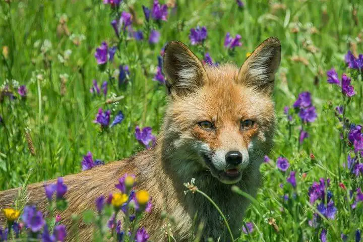 Fox in a Field of Wildflowers