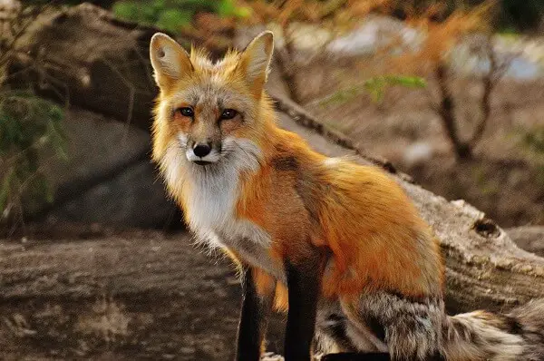 Fox | Predators to Beware Of On Your Homestead