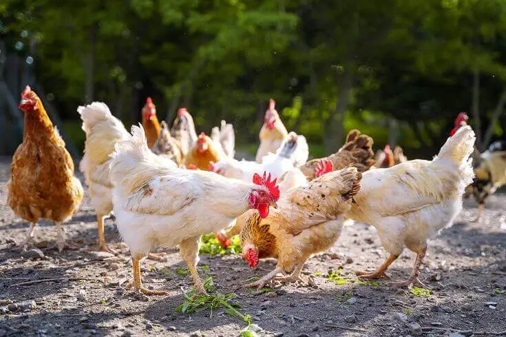 Free Range Chickens Eating Scraps