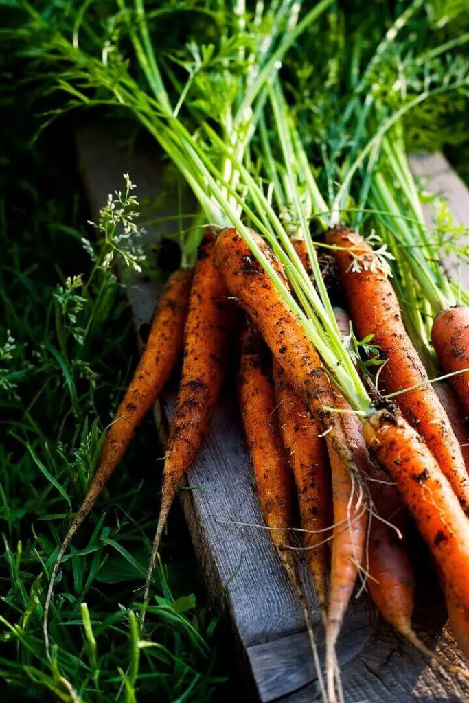 Fresh Organic Carrots