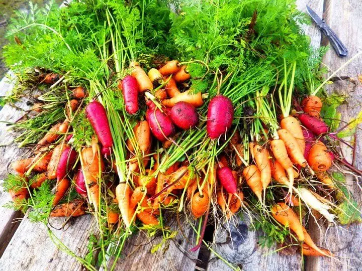 Fresh Picked Carrots and Radishes
