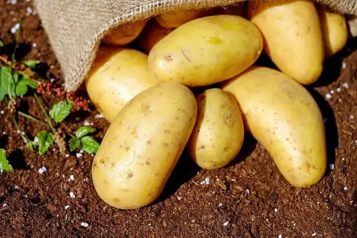 Fresh Potatoes On Dirt