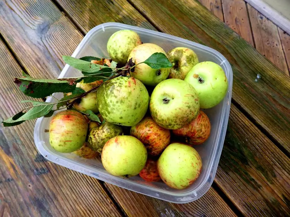 Freshly Picked Apples