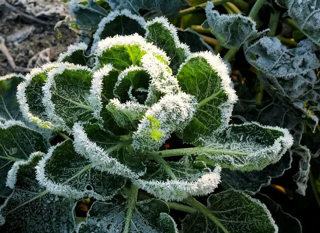 Frost on Cabbage