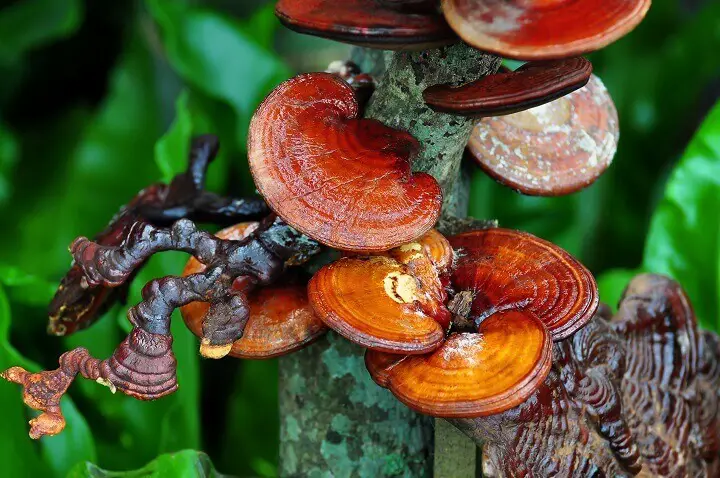 Ganoderma Lucidum Mushrooms