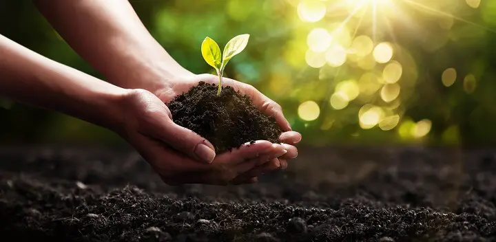 Garden Soil in Hands