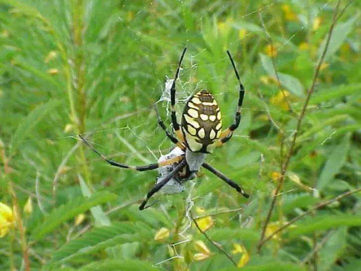 Garden Spider