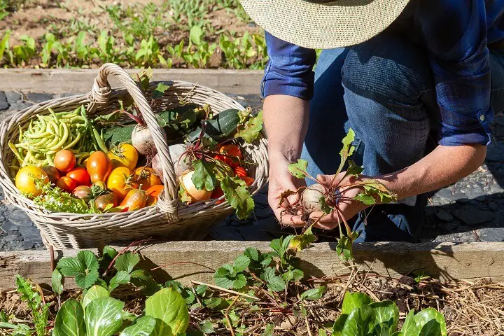 Gardener With Basket of Produce